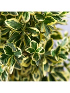 Бересклет японский "Браво", туба, 1 шт, Весна 2026 10369448