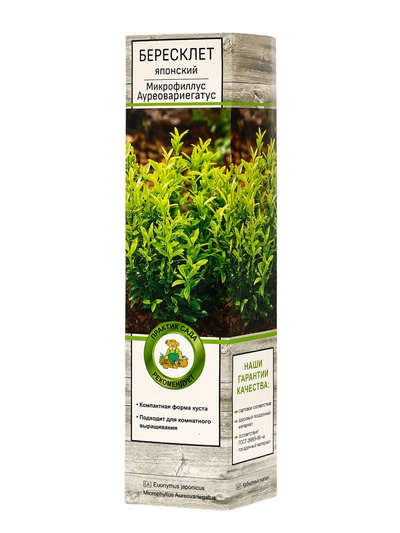 Бересклет японский Микрофиллус Ауреовариегатус туба, 1 шт. Весна 2026