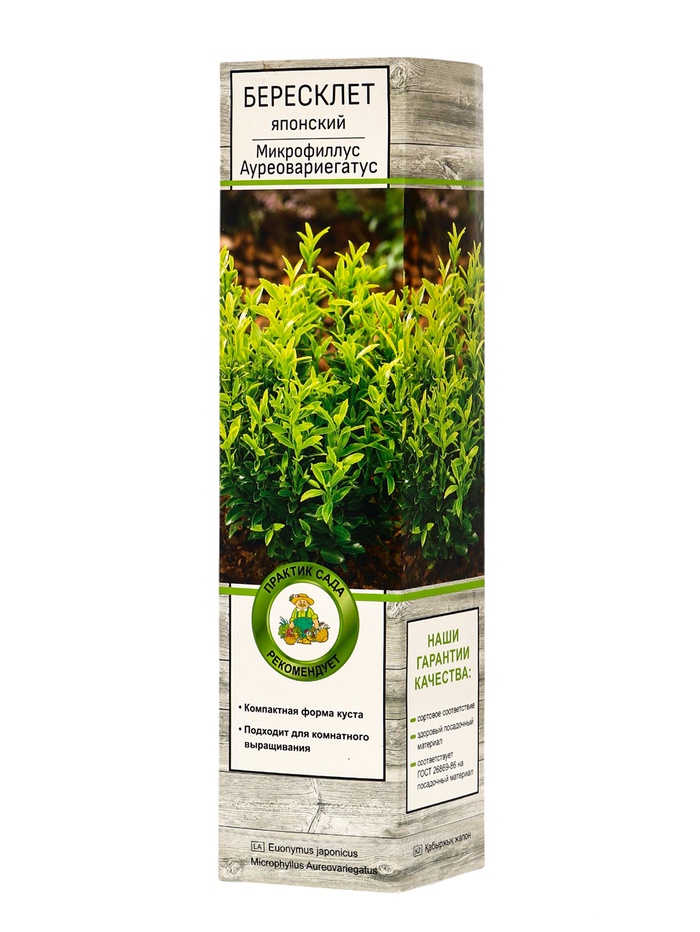 Бересклет японский Микрофиллус Ауреовариегатус туба, 1 шт. Весна 2026 - Фото 1