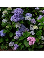 Гортензия крупнолистовая Аиша, туба 1 шт. Весна 2026  (артикул 10369462)  большой выбор товаров оптом и в розницу по низким ценам с доставкой