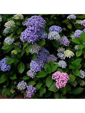 Гортензия крупнолистовая 