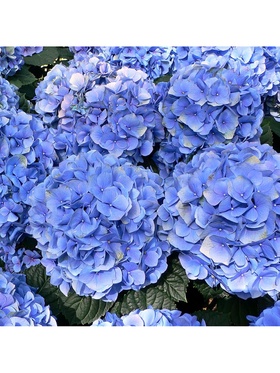 Гортензия крупнолистовая 