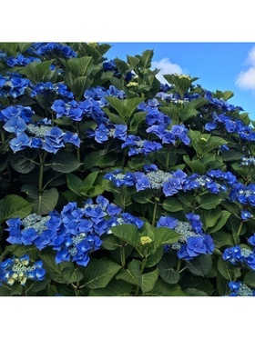 Гортензия крупнолистовая 