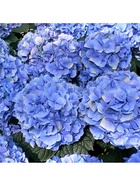 Гортензия крупнолистовая Бодензи, туба 1 шт. Весна 2026  (артикул 10369465)  большой выбор товаров оптом и в розницу по низким ценам с доставкой