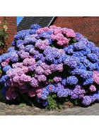 Гортензия крупнолистовая "Букет Роуз", туба, 1 шт, Весна 2025  (артикул 10369466)  большой выбор товаров оптом и в розницу по низким ценам с доставкой