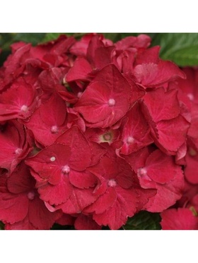 Гортензия крупнолистовая 