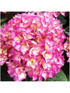 Гортензия крупнолистовая 