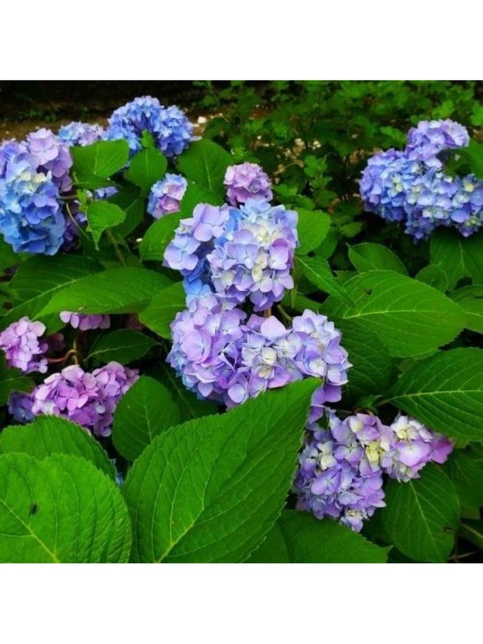 Гортензия крупнолистовая Лавбла, туба 1 шт. Весна 2026 - Фото 1