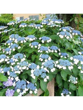 Гортензия крупнолистовая 