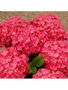 Гортензия крупнолистовая Лихтфайр, туба 1 шт. Весна 2026  (артикул 10369475)  большой выбор товаров оптом и в розницу по низким ценам с доставкой