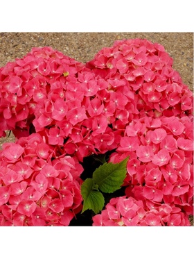 Гортензия крупнолистовая 