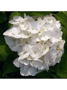 Гортензия крупнолистовая Мадам Эмиль Мулье, туба 1 шт. Весна 2026  (артикул 10369476)  большой выбор товаров оптом и в розницу по низким ценам с доставкой