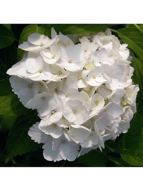 Гортензия крупнолистовая 