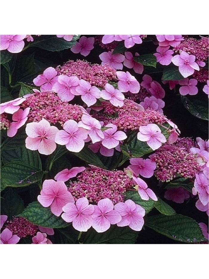 Гортензия крупнолистовая Маризи Перфекта, туба 1 шт. Весна 2026 - Фото 1