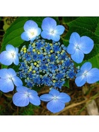 Гортензия крупнолистовая Маризи Перфекта, туба 1 шт. Весна 2026  (артикул 10369477)  большой выбор товаров оптом и в розницу по низким ценам с доставкой