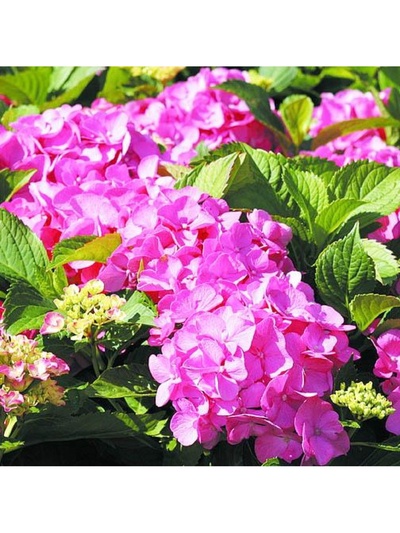 Гортензия крупнолистовая Мася, туба 1 шт. Весна 2026