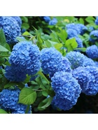 Гортензия крупнолистовая Никко Блю, туба 1 шт. Весна 2026  (артикул 10369481)  большой выбор товаров оптом и в розницу по низким ценам с доставкой