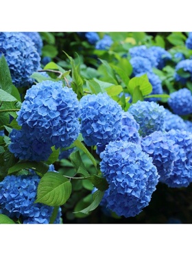 Гортензия крупнолистовая 