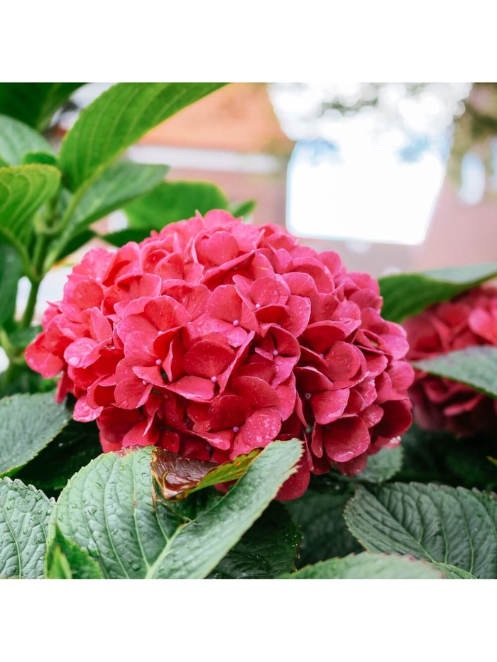 Саженец Гортензия крупнолистовая «Ред Барон», декоративный, цветущий, туба, 1 шт.