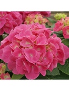 Гортензия крупнолистовая Розита, туба 1 шт. Весна 2026  (артикул 10369485)  большой выбор товаров оптом и в розницу по низким ценам с доставкой