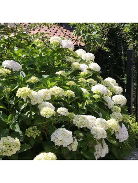 Гортензия крупнолистовая 