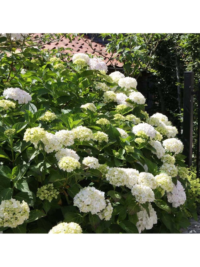 Гортензия крупнолистовая Соер Терез, туба 1 шт. Весна 2026