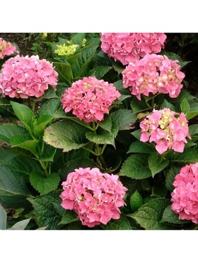 Гортензия крупнолистовая 