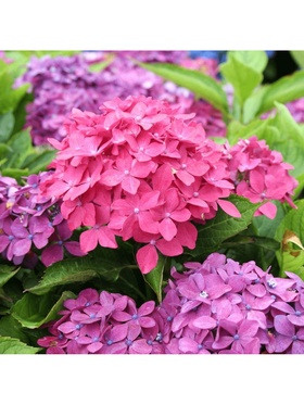 Гортензия крупнолистовая 