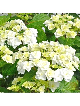 Гортензия крупнолистовая 