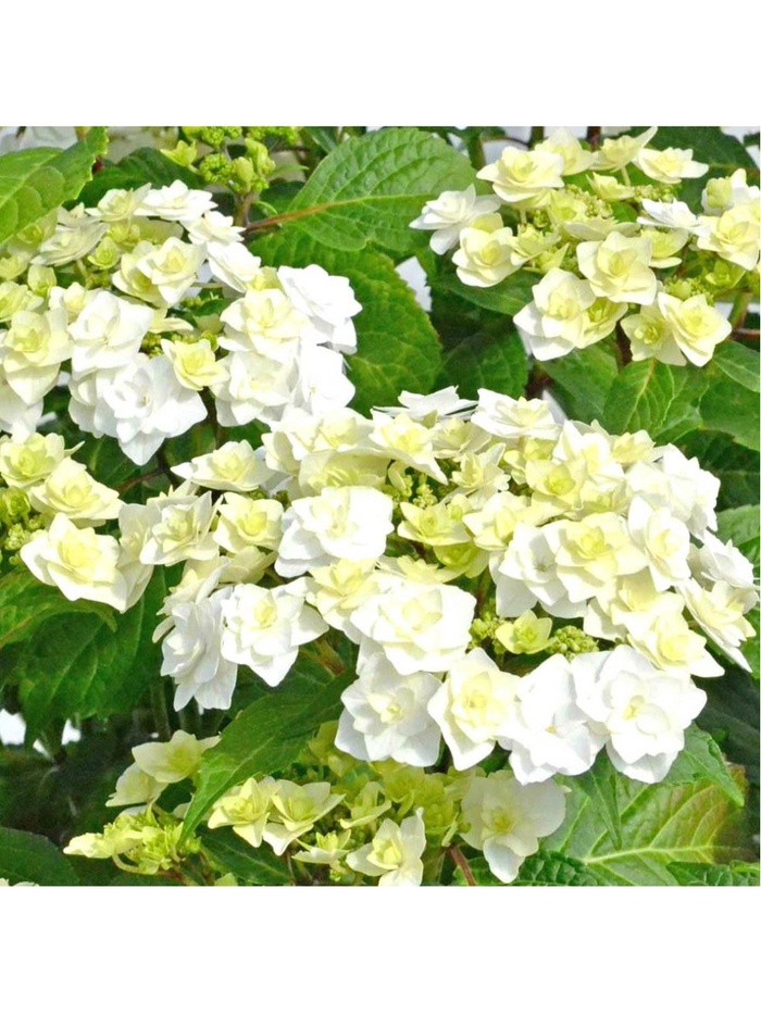 Гортензия крупнолистовая 