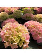 Гортензия крупнолистовая "Пинк Сенсейшн", туба, 1 шт, Весна 2026 10369492