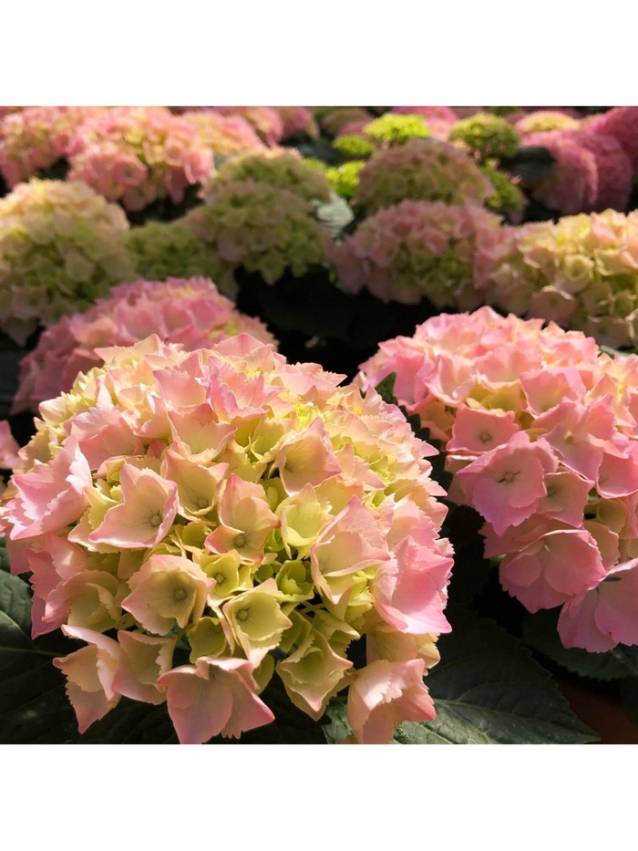 Гортензия крупнолистовая 