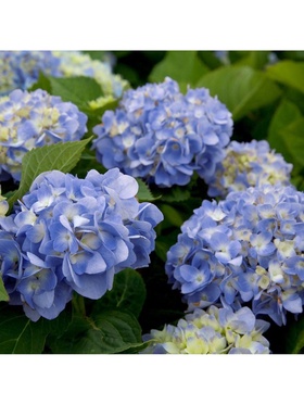 Гортензия крупнолистовая 