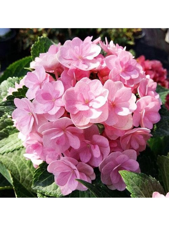 Гортензия крупнолистовая 