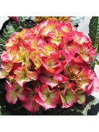 Гортензия крупнолистовая Люкс "Дарк Энжел", туба, 1 шт, Весна 2026 10369496