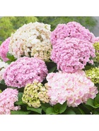 Гортензия крупнолистовая Люкс "Доппио Нувола", туба, 1 шт, Весна 2025  (артикул 10369497)  большой выбор товаров оптом и в розницу по низким ценам с доставкой