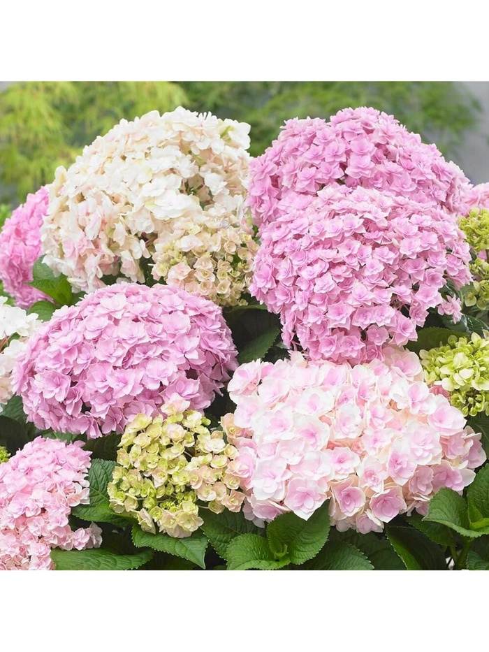 Гортензия крупнолистовая Люкс 