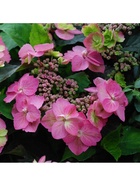 Гортензия крупнолистовая Люкс "Кэнди", туба, 1 шт, Весна 2026 10369499