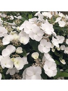 Гортензия крупнолистовая Люкс "Ранэвэй Брайд", туба, 1 шт, Весна 2026 10369501