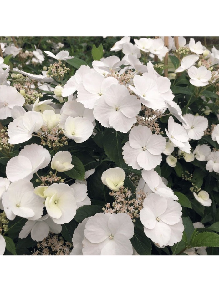 Гортензия крупнолистовая Люкс 