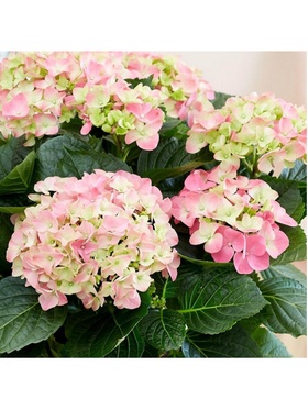 Гортензия крупнолистовая Люкс 