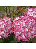 Гортензия крупнолистовая Люкс "Сабрина", туба, 1 шт, Весна 2026 10369508