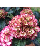 Гортензия крупнолистовая Люкс Сальса, туба 1 шт. Весна 2026  (артикул 10369509)  большой выбор товаров оптом и в розницу по низким ценам с доставкой