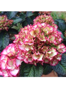 Гортензия крупнолистовая Люкс 