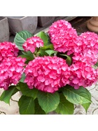 Гортензия крупнолистовая Люкс Сельма, туба 1 шт. Весна 2026  (артикул 10369511)  большой выбор товаров оптом и в розницу по низким ценам с доставкой