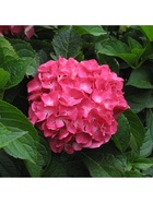 Гортензия крупнолистовая Люкс Сибилла, туба 1 шт. Весна 2026  (артикул 10369512)  большой выбор товаров оптом и в розницу по низким ценам с доставкой