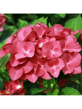 Гортензия крупнолистовая Люкс 