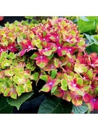 Гортензия крупнолистовая Люкс "Шлосс Вакербарт", туба, 1 шт, Весна 2025  (артикул 10369515)  большой выбор товаров оптом и в розницу по низким ценам с доставкой