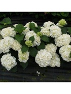 Гортензия крупнолистовая Люкс Шниебол, туба,1 шт. Весна 2026  (артикул 10369516)  большой выбор товаров оптом и в розницу по низким ценам с доставкой