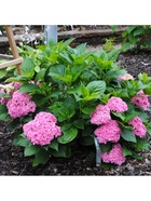 Гортензия крупнолистовая Люкс Ю энд ми Перфекшн, туба 1 шт. Весна 2026  (артикул 10369517)  большой выбор товаров оптом и в розницу по низким ценам с доставкой